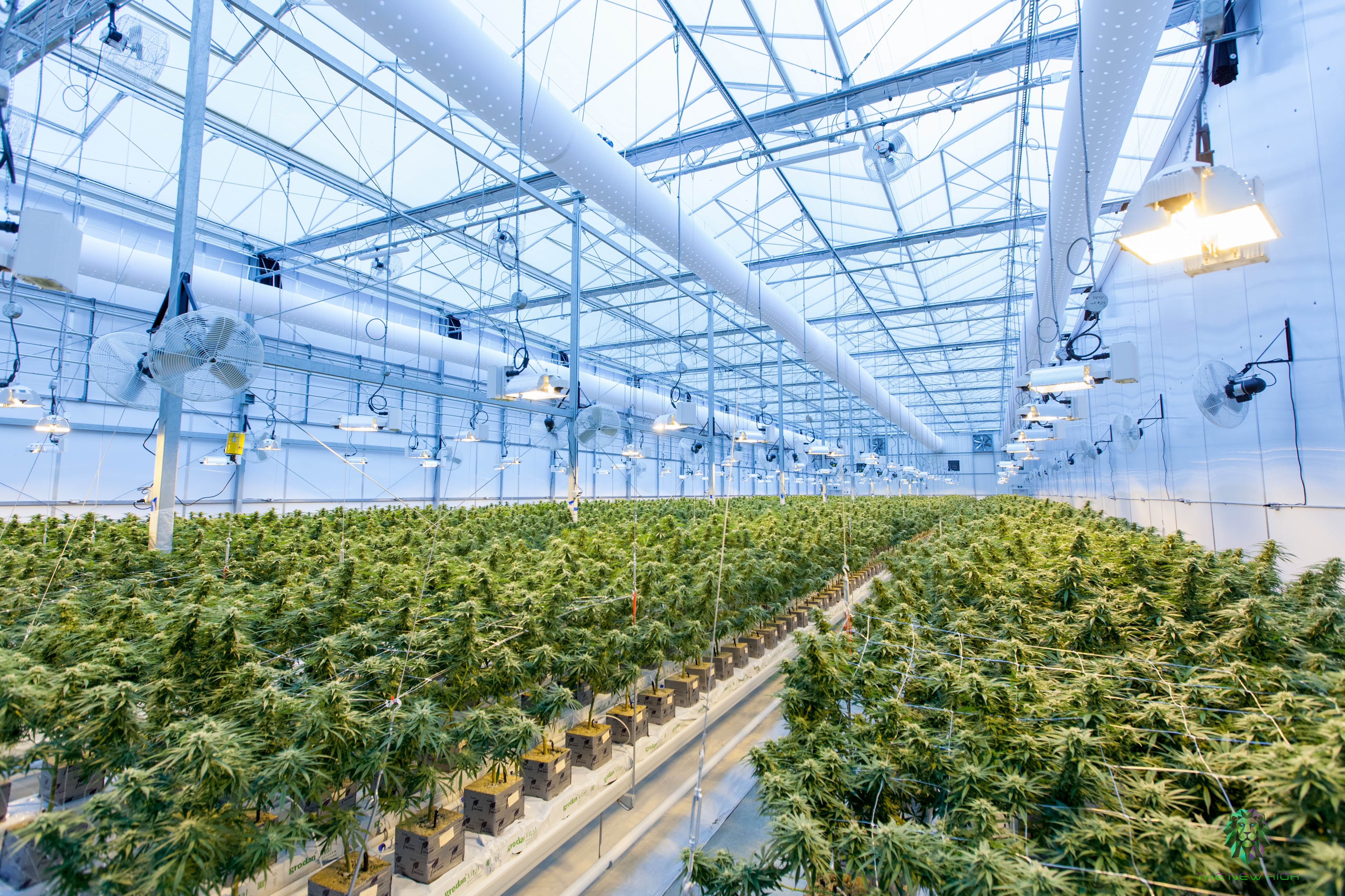 inside of a cannabis growing facility
